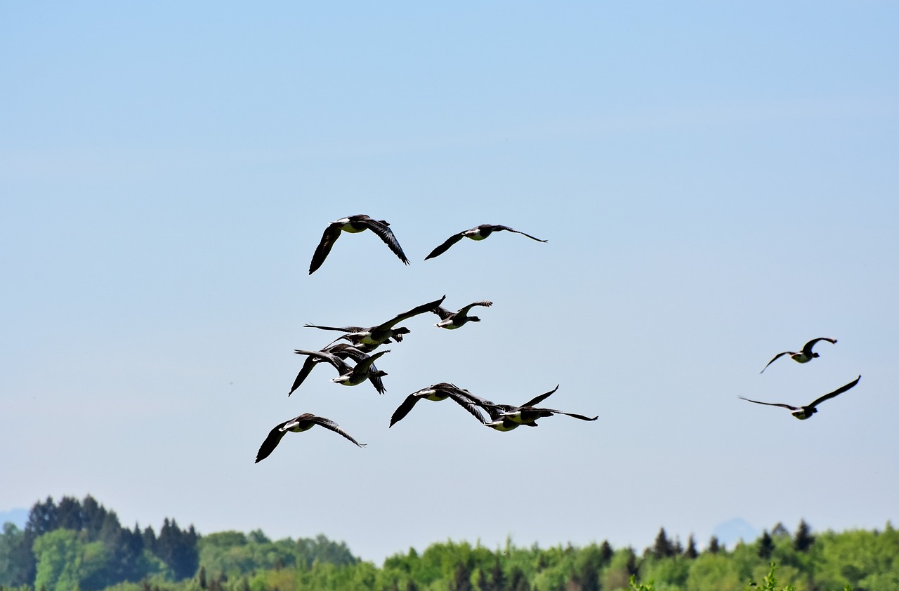 a flock of birds flying over a forest, a photo, by Jan Rustem, pixabay, canada goose, may, i_5589.jpeg, stacked image