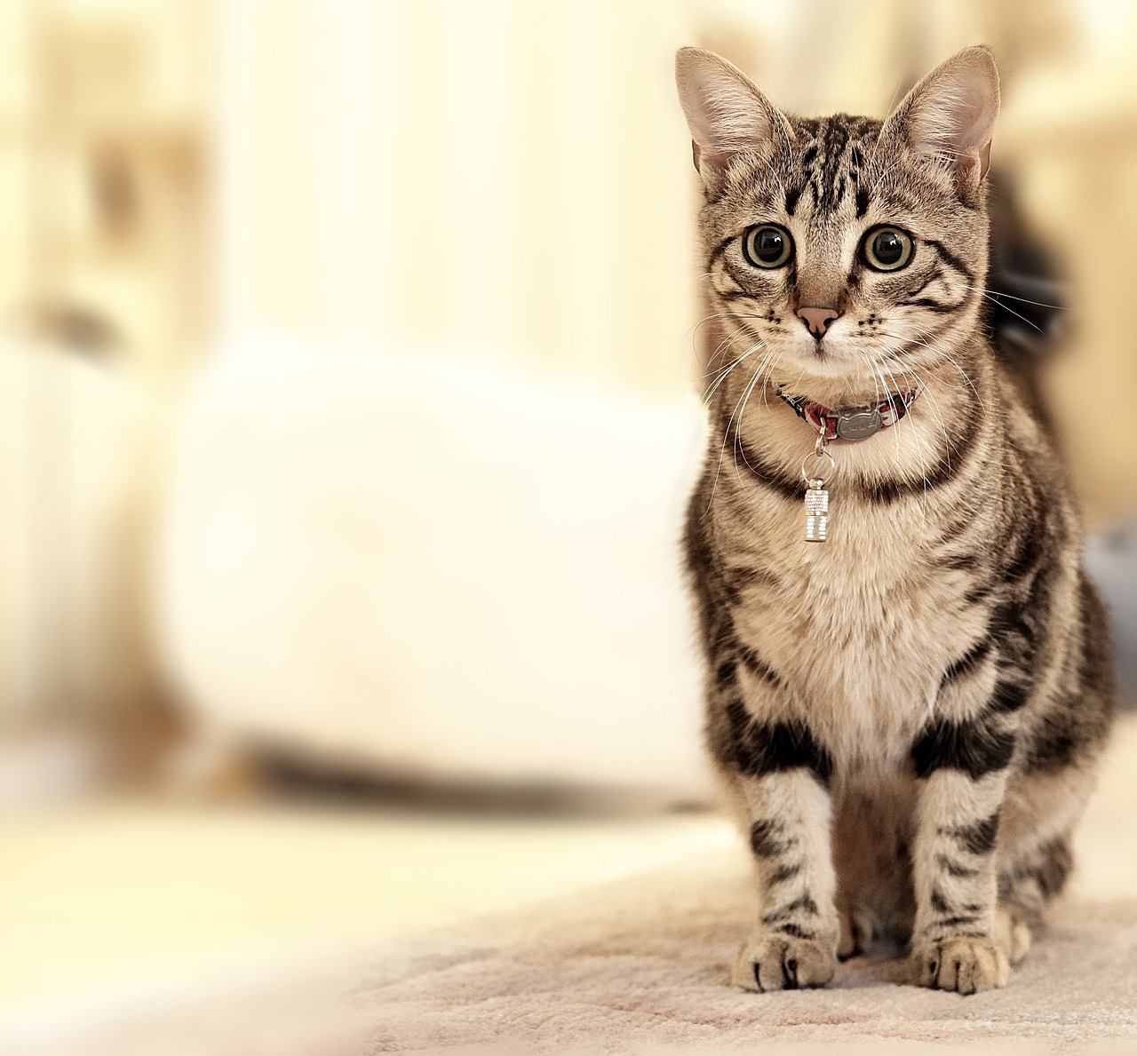 a close up of a cat on a carpet, a picture, by Emma Andijewska, pixabay, minimalism, wearing collar, full - length photo, adorably cute, tiger