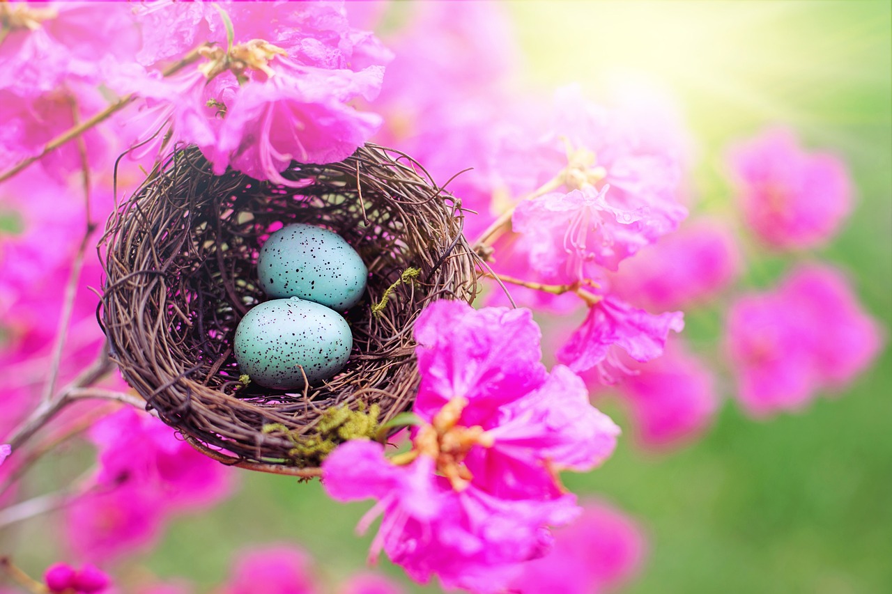 a close up of a bird's nest with two eggs in it, by Elaine Hamilton, pixabay, fine art, pink and teal, bloom and flowers in background, 🌸 🌼 💮, composite