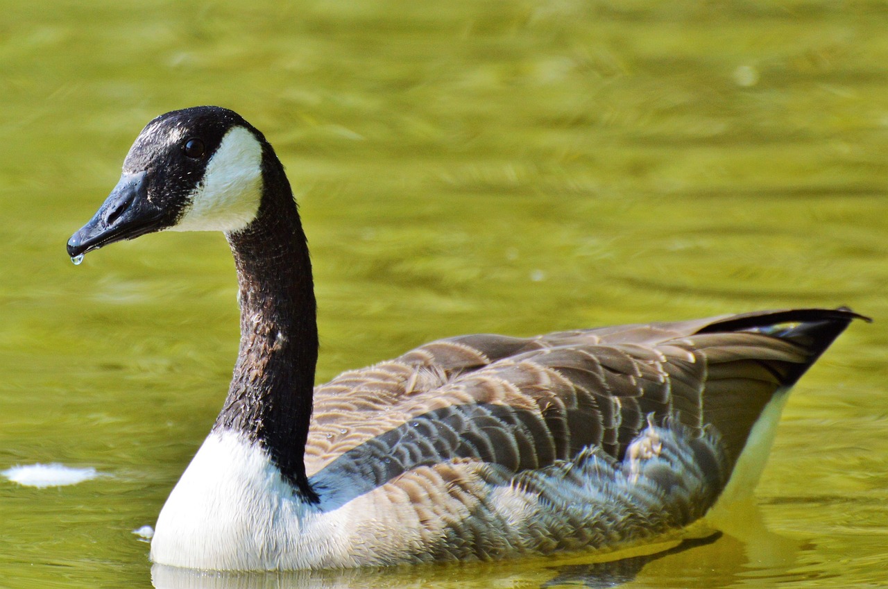 a close up of a duck in a body of water, a cosmic canada goose, gentle shadowing, photograph credit: ap, profile pic