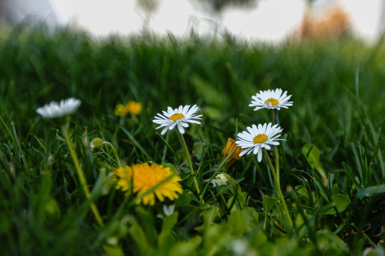 a group of white flowers sitting on top of a lush green field, by Niko Henrichon, pexels, realism, green and yellow, with a lush grass lawn, in the evening, 3 are spring