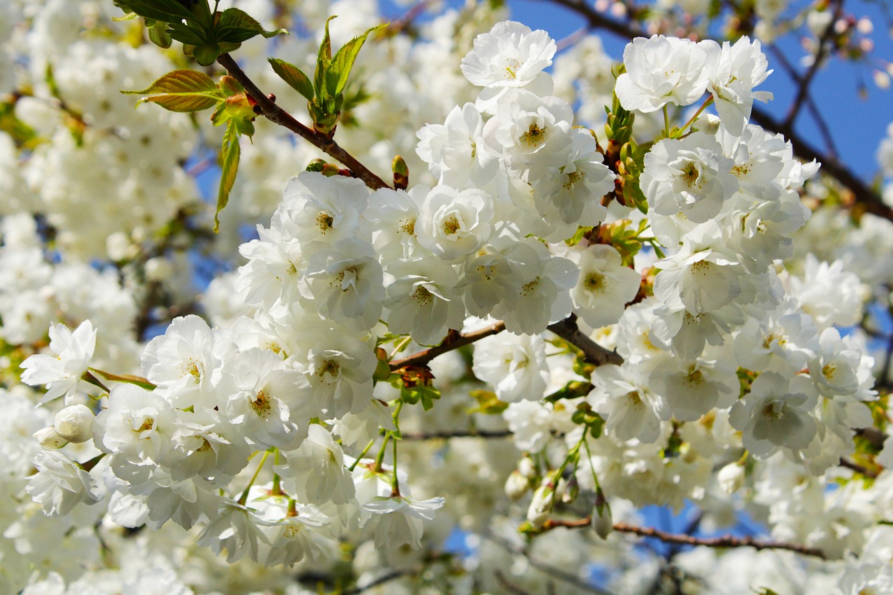 a bunch of white flowers on a tree, pixabay, giant cherry trees, john baer, [ organic, sakura bloomimg