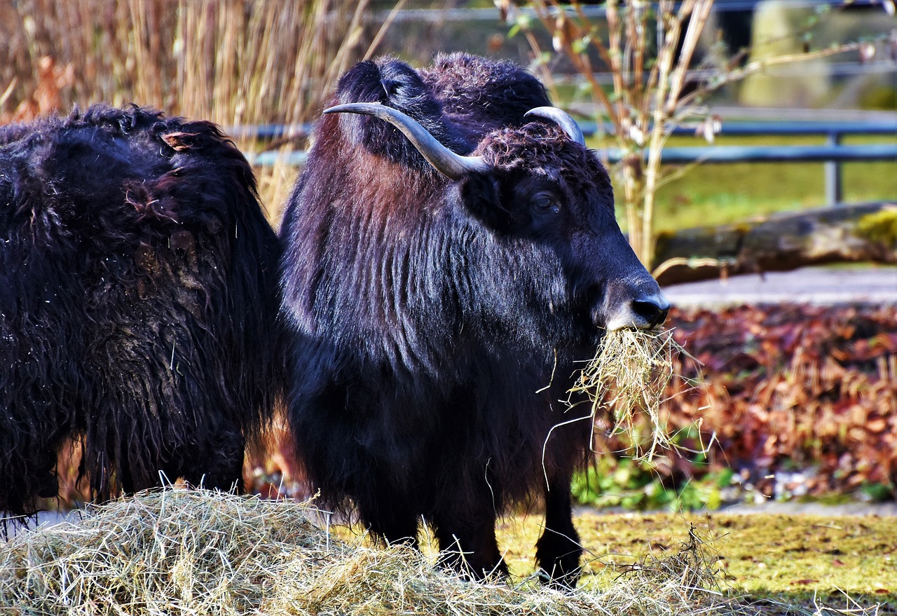 a couple of yaks standing next to each other, pixabay, straw, zoo photography, dsrl photo, warsaw