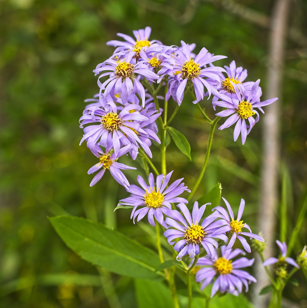 a group of purple flowers sitting on top of a lush green field, a portrait, by David Small, pixabay, 🦩🪐🐞👩🏻🦳, ari aster, forest with flowers blue, 2 0 0 mm telephoto