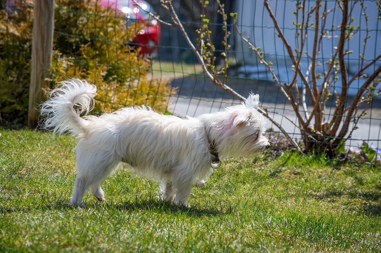 a small white dog standing on top of a lush green field, a picture, by Jan Rustem, pixabay, in a suburban backyard, hair blowing the wind, looking around a corner, during spring