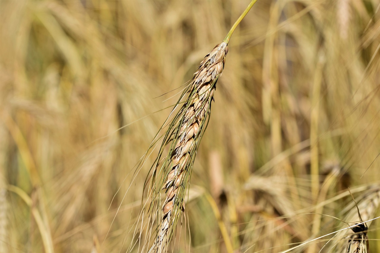 a close up of a stalk of wheat in a field, by Robert Brackman, pixabay, hurufiyya, 2 0 0 mm telephoto, bangalore, breeding, blog-photo