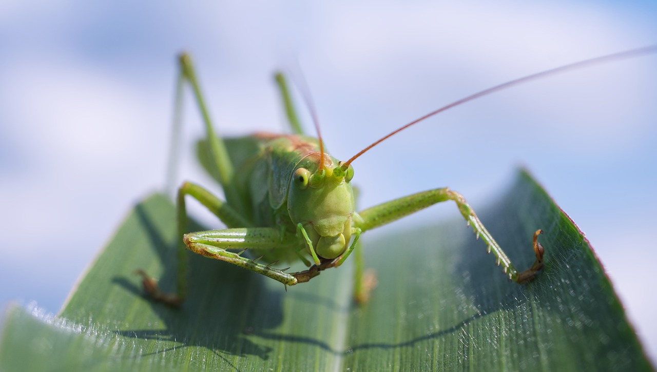 a close up of a grasshopper on a leaf, by Jan Rustem, pixabay, avatar image, farming, goblin, on a green lawn