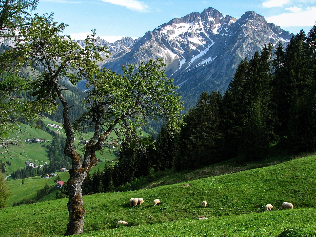 a herd of sheep grazing on a lush green hillside, a photo, by Karl Gerstner, snow capped mountains, the tree is growing on a meadow, wikipedia, by joseph binder