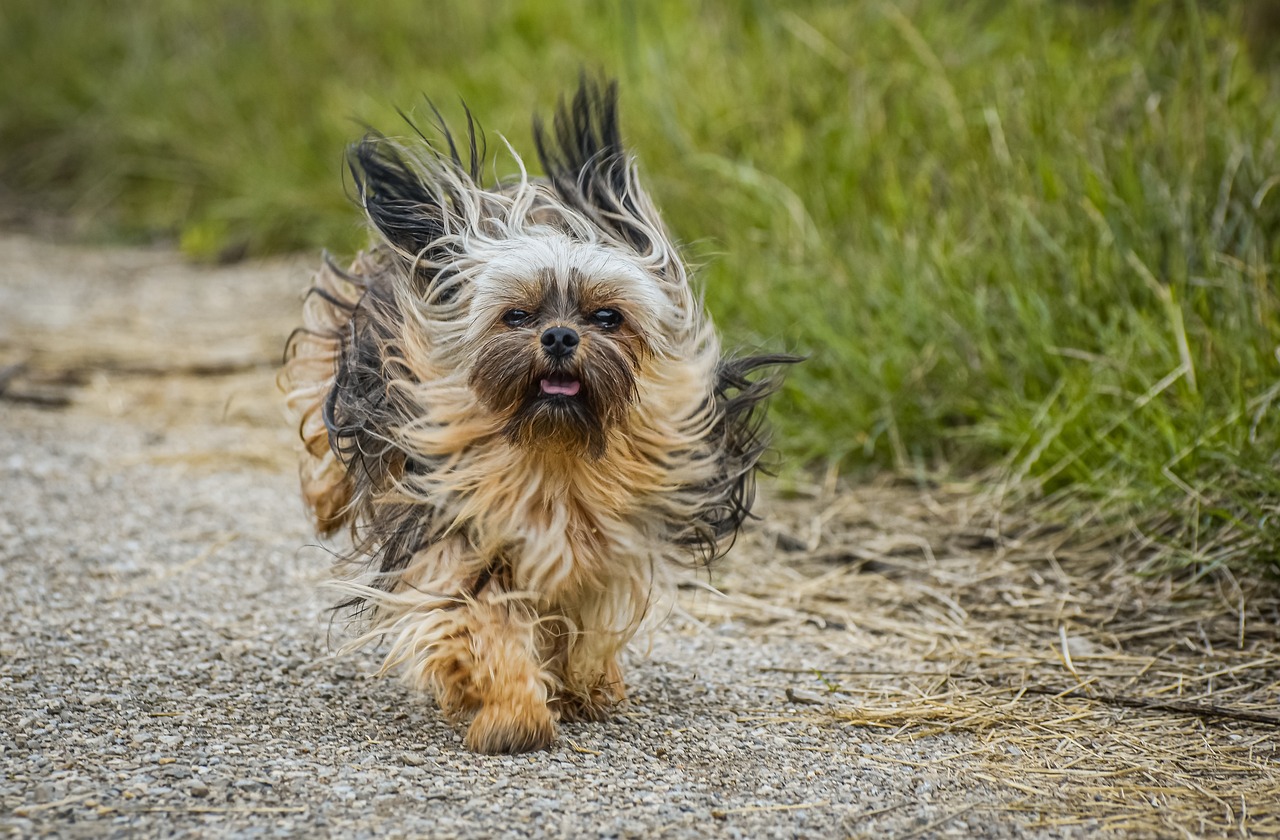 a small dog running down a dirt road, a portrait, by Paweł Kluza, pixabay contest winner, baroque, windy floating hair!!, wrinkles, hair fanned around, wookie