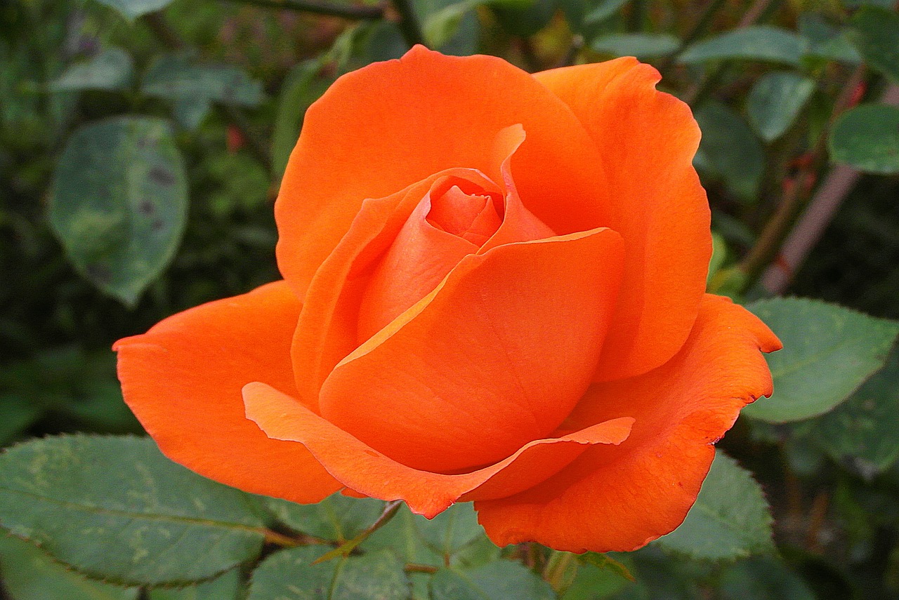 a close up of an orange rose with green leaves, by Joy Garnett, beautiful flower, ron cobb, various posed, frank stephenson