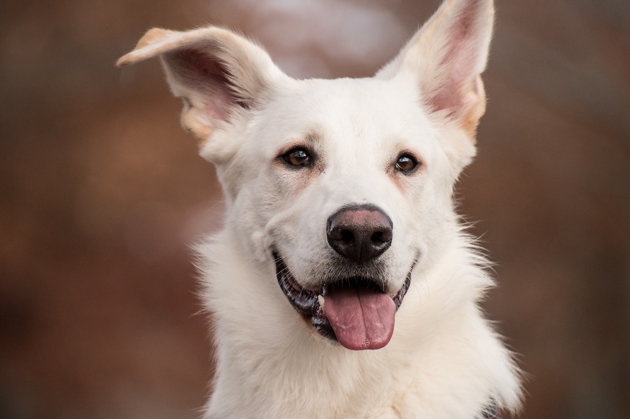 a close up of a white dog with its tongue out, long ears, adopt, daniel richter, canines sports photo