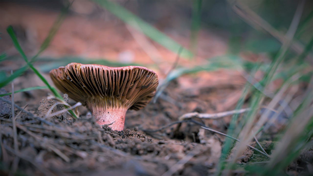 a close up of a mushroom on the ground, by Adam Chmielowski, deep colour, ground perspective, roaming the colony, miranda meeks