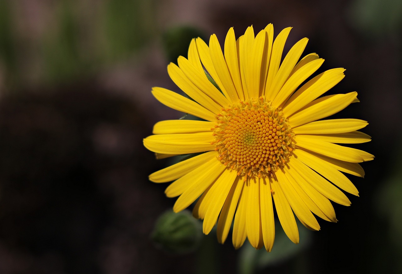 a close up of a yellow flower, by Adam Chmielowski, pixabay, h. hydrochaeris, new mexico, ari aster, high detailed photo