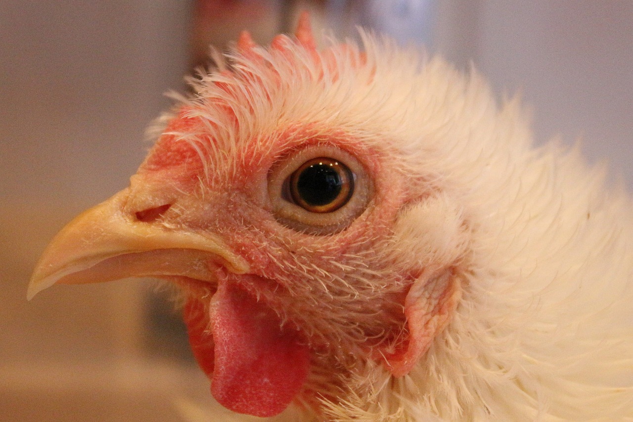 a close up of a white chicken with a red beak, flickr, hatching, her face is coated in a whitish, spaghetti in the nostrils, closeup photo