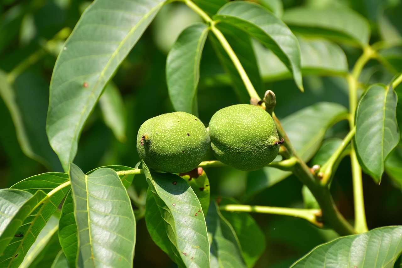 a close up of two green fruits on a tree, walnuts, portlet photo