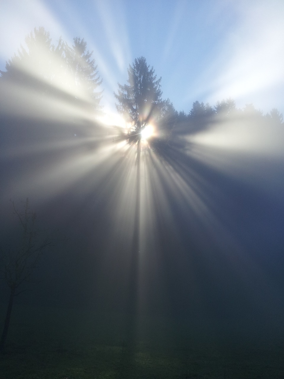 the sun is shining through the trees in the fog, a picture, pixabay contest winner, light and space, rays of god shining from above, early morning sun in the sky, refracted light, silver light