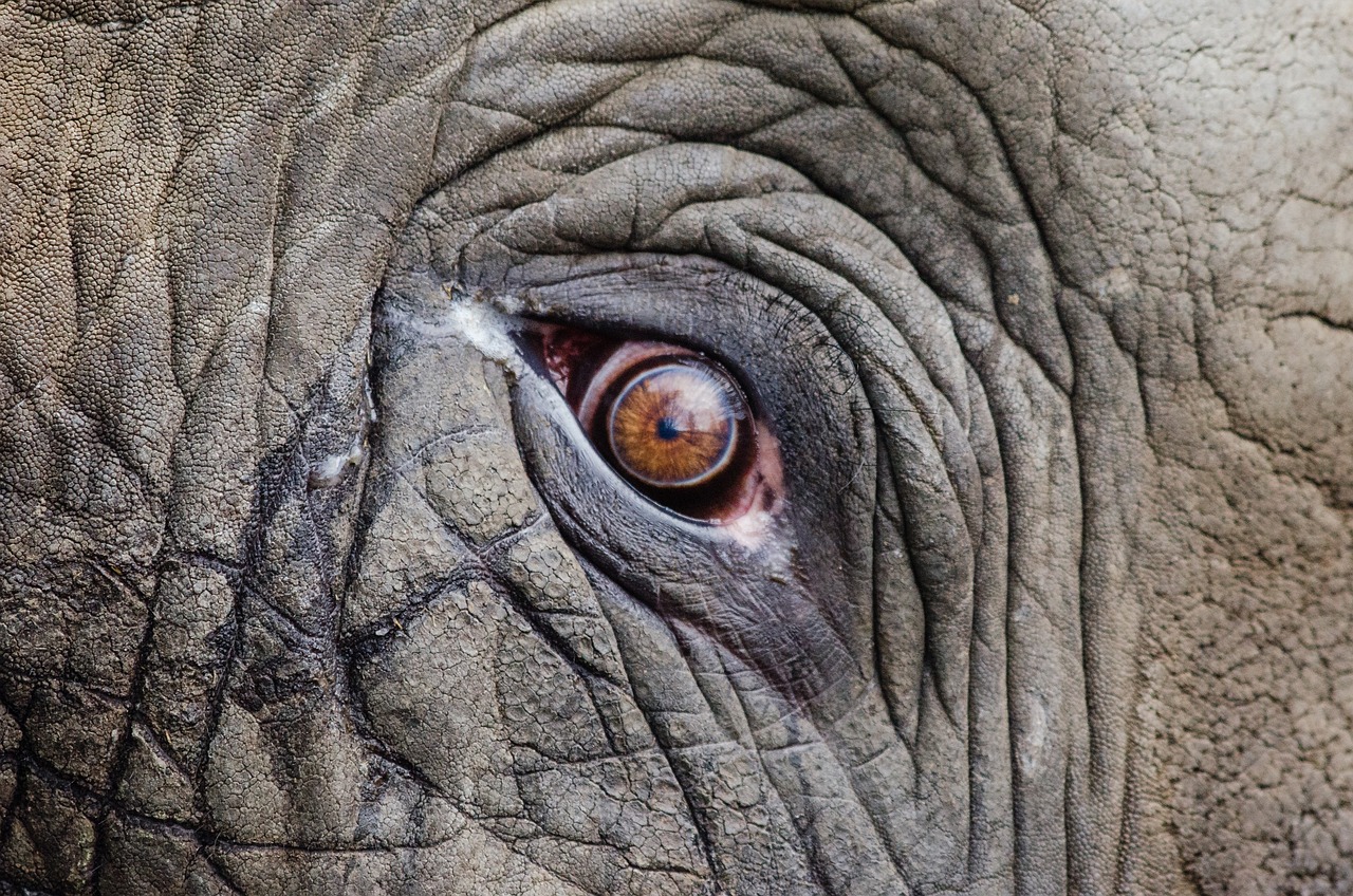 a close up of the eye of an elephant, by Jan Tengnagel, photo pinterest, bird's eye, rhino, looking sad