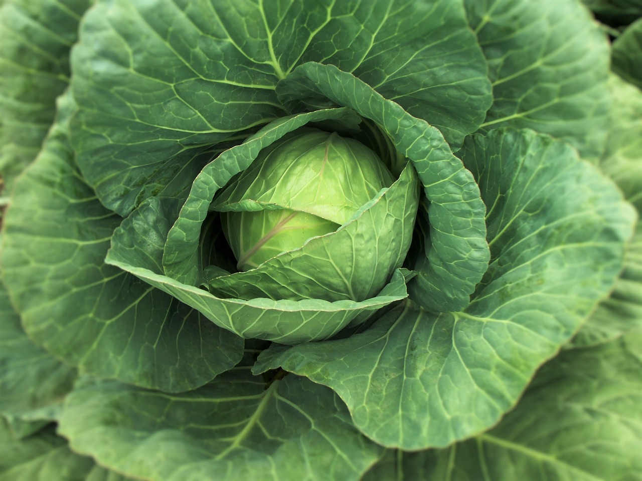 a close up of a head of cabbage, by Matt Stewart, pixabay, renaissance, 🦩🪐🐞👩🏻🦳, a tall, natural lighting, looking towards camera
