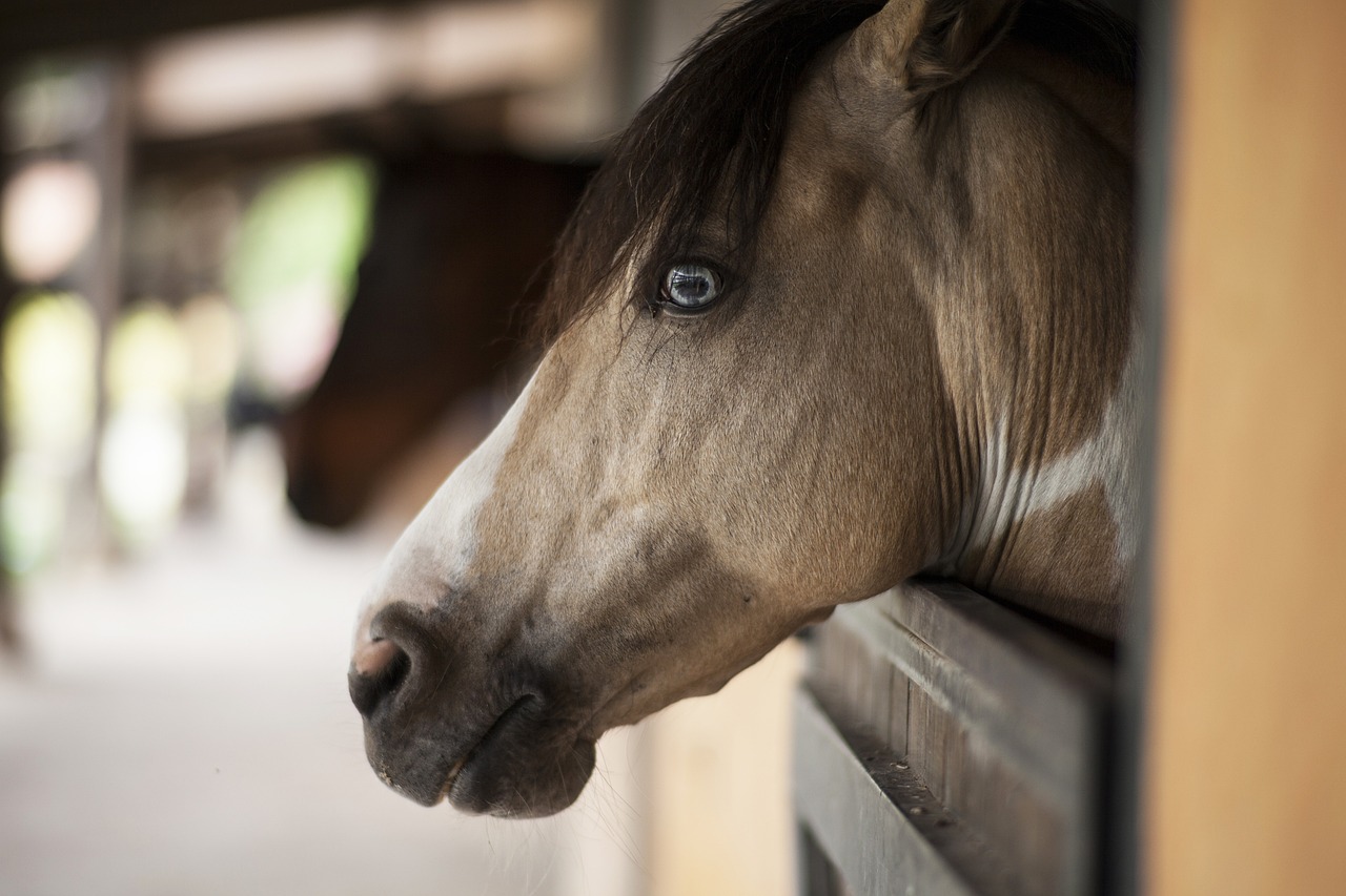 a horse sticking its head out of a stall, a portrait, by Linda Sutton, pixabay, stock photo, neutral focused gaze, large blue eyes, professional closeup photo