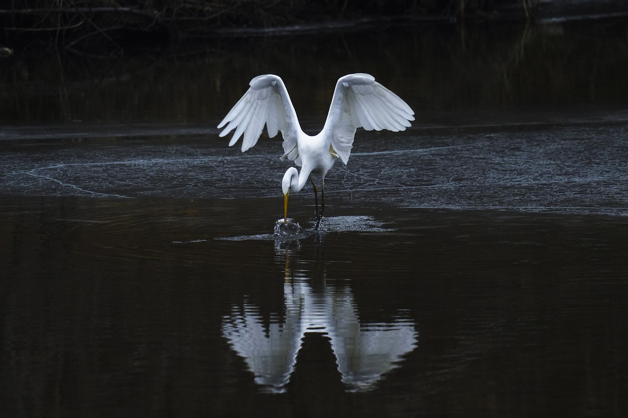 a large white bird standing on top of a body of water, refracted, national geography photography, today's featured photograph, dinner is served