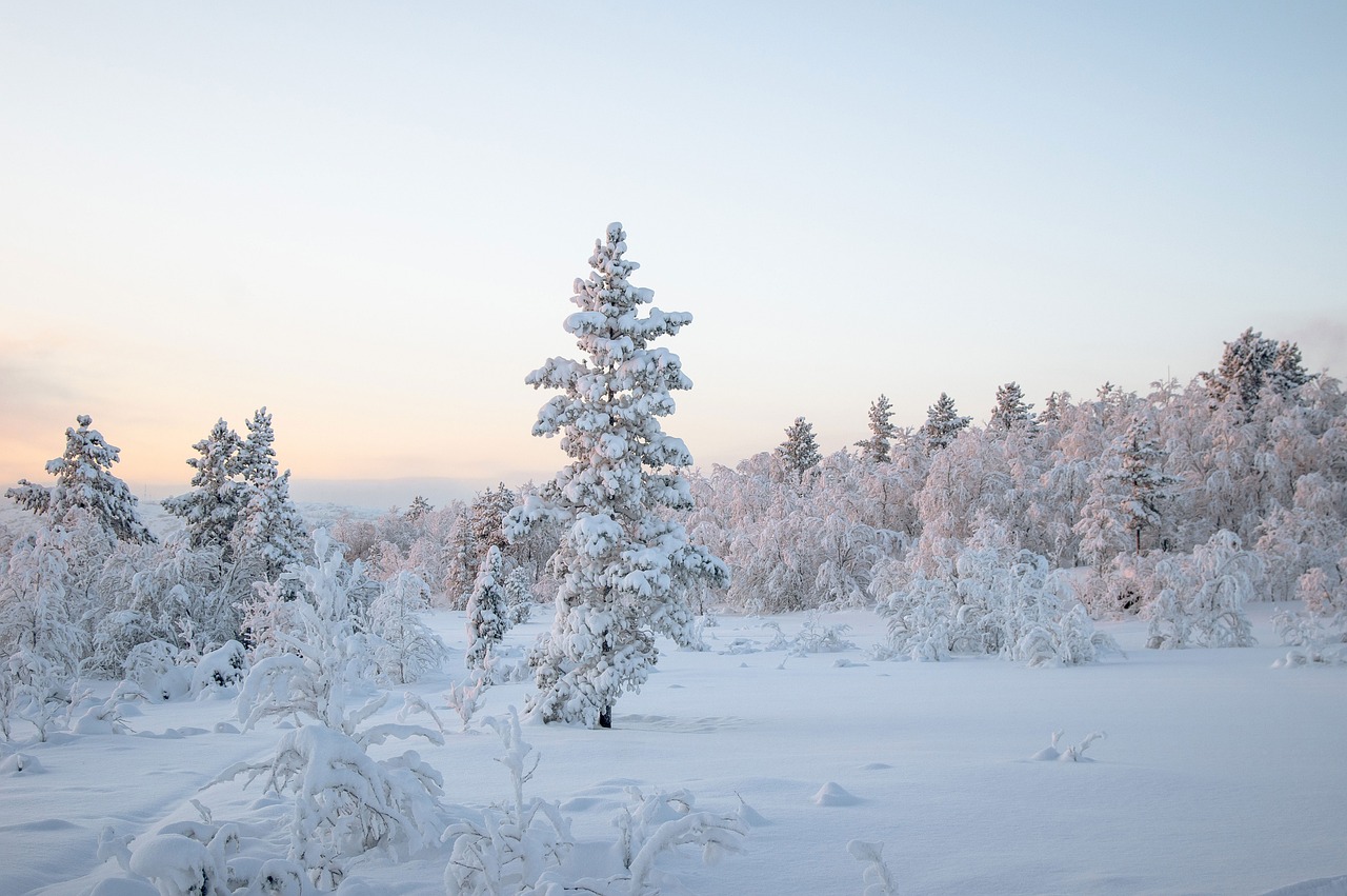 a forest filled with lots of snow covered trees, by Anton Lehmden, flickr, during dawn, snowy plains, with a tree in the background, pink forest