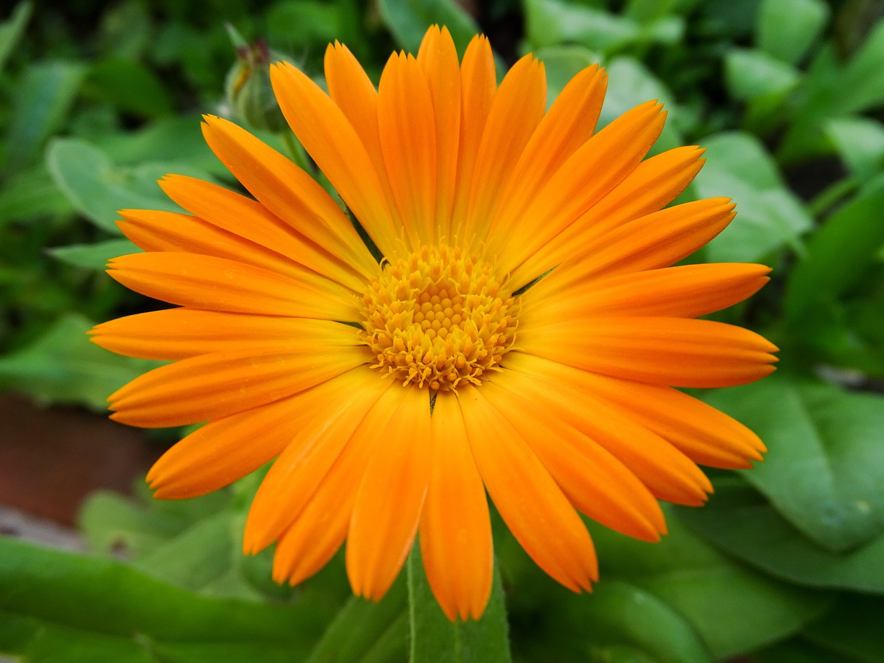 an orange flower with green leaves in the background, ari aster, wikimedia, beautiful flower, link