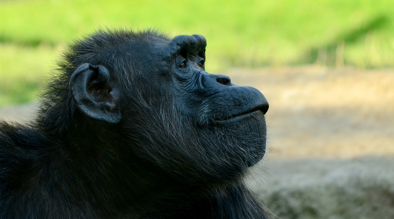 a close up of a monkey with a blurry background, pixabay, renaissance, vantablack gi, chimpanzee, right side profile, 40 years old women