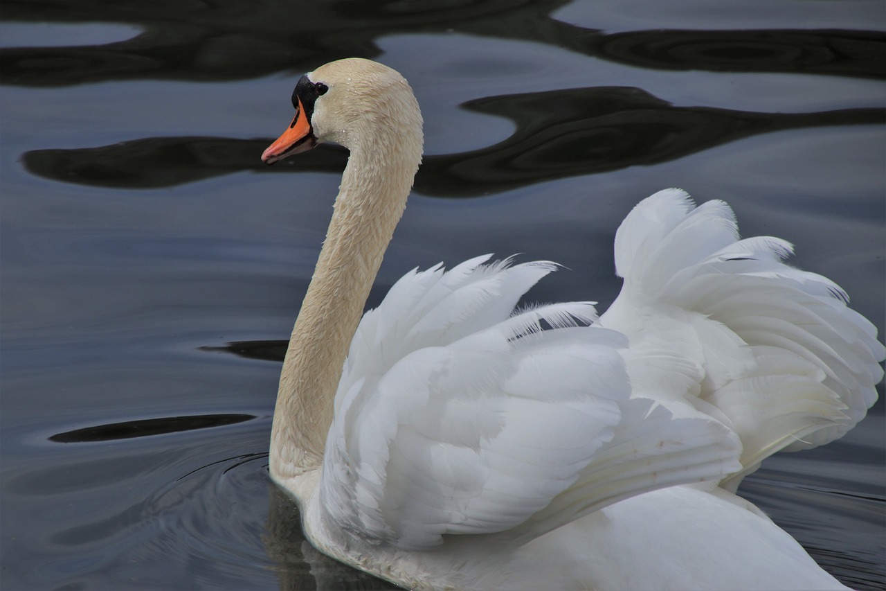 a white swan floating on top of a body of water, a photo, by Tom Carapic, pixabay, crown of body length feathers, profile posing, flirting, rounded beak