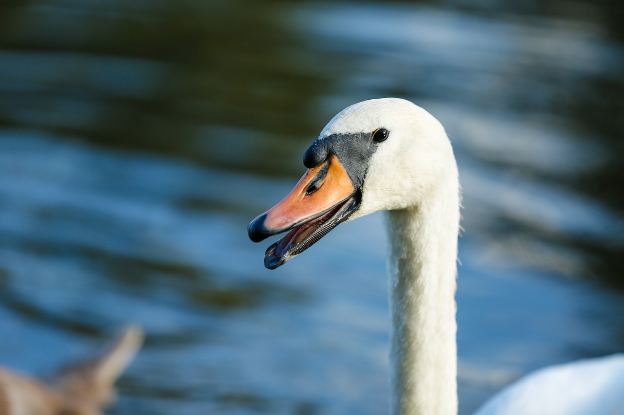 a close up of a bird near a body of water, a portrait, shutterstock, swan, face photo, very sharp and detailed photo, very accurate photo