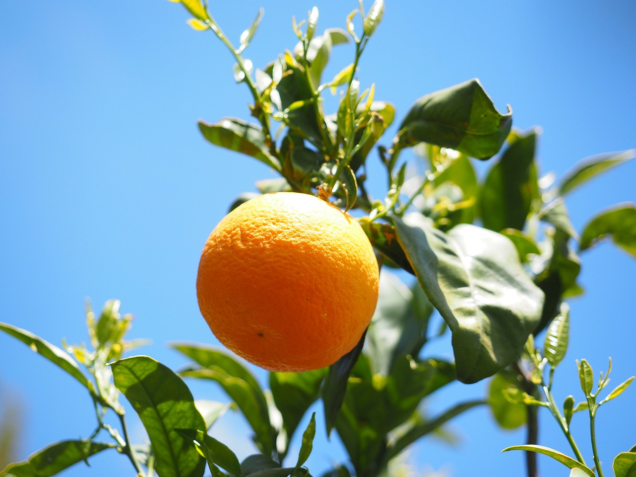 a close up of an orange on a tree, pixabay, blue sky, “organic, herb, portlet photo