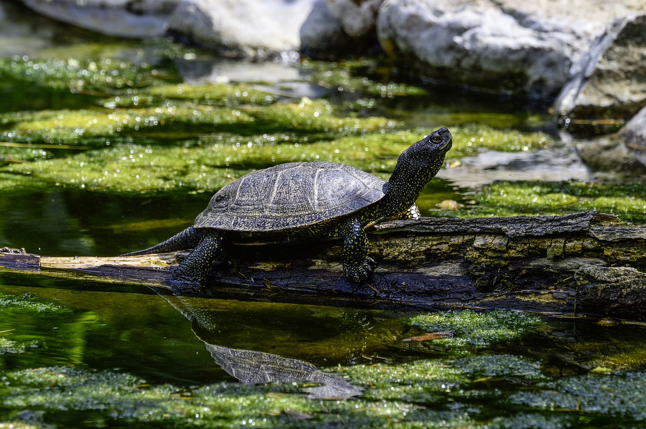 a turtle sitting on a log in the water, a picture, by Tom Carapic, pixabay, renaissance, reflections. shady, on a riverbank, tim hildebrant, pot-bellied