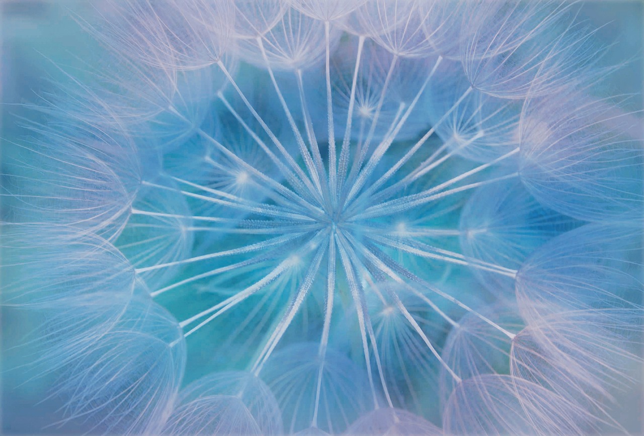 a close up of a dandelion on a blue background, by Elizabeth Charleston, generative art, soft opalescent membranes, judy chicago, clear detailed view, cotton candy
