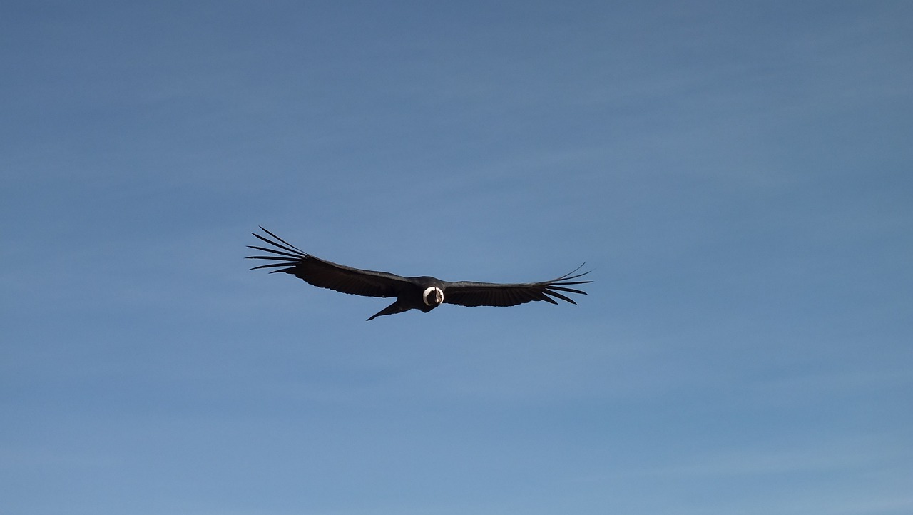 a large bird flying through a blue sky, by Jan Rustem, pixabay, vultures, chile, back, me