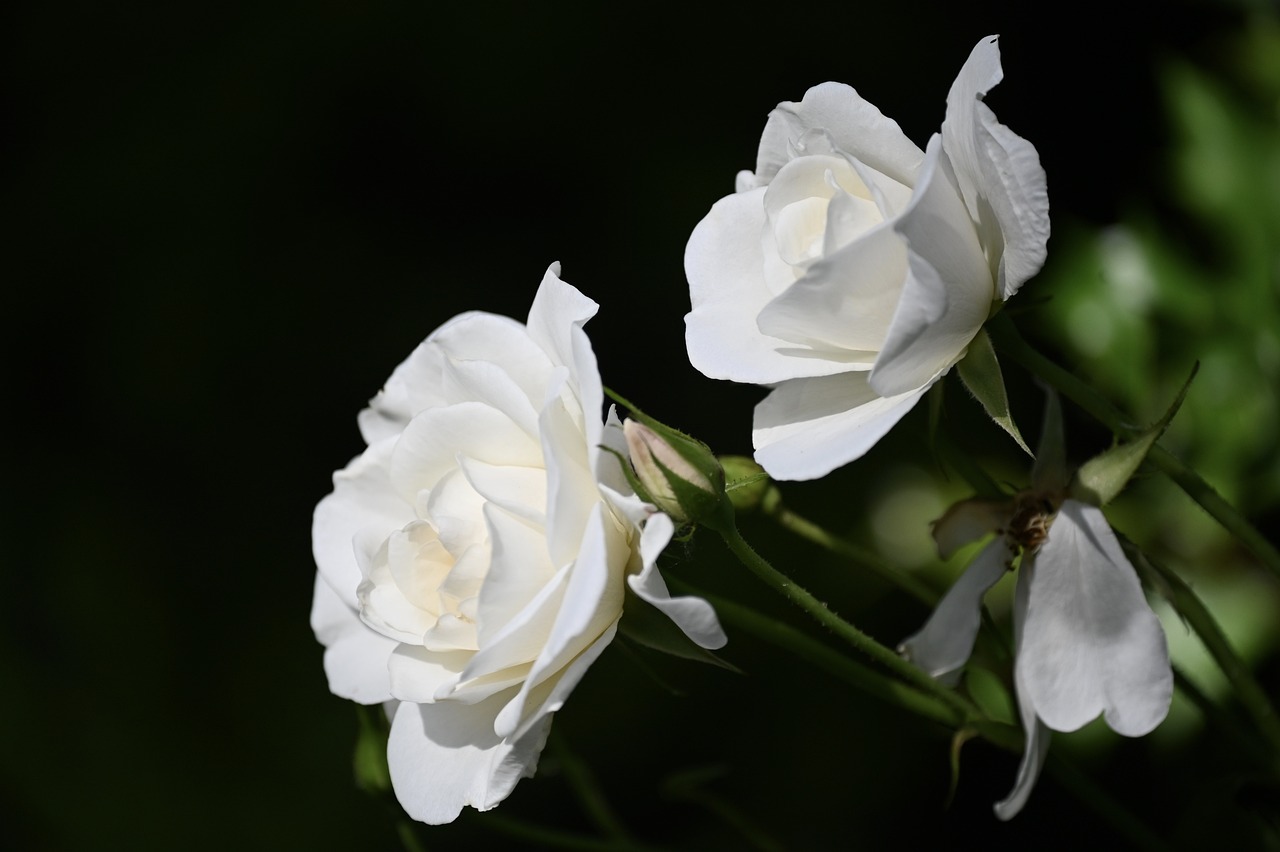 a couple of white roses sitting next to each other, a portrait, by Phyllis Ginger, pixabay, shade, from the side, success, bruce penington