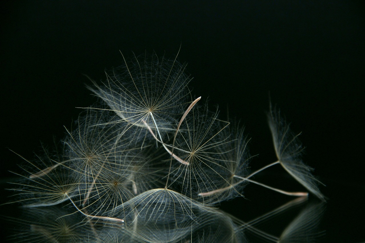 a bunch of dandelions sitting on top of a table, a macro photograph, by János Nagy Balogh, precisionism, transparent feathers, nighttime, of letting go, filigrane