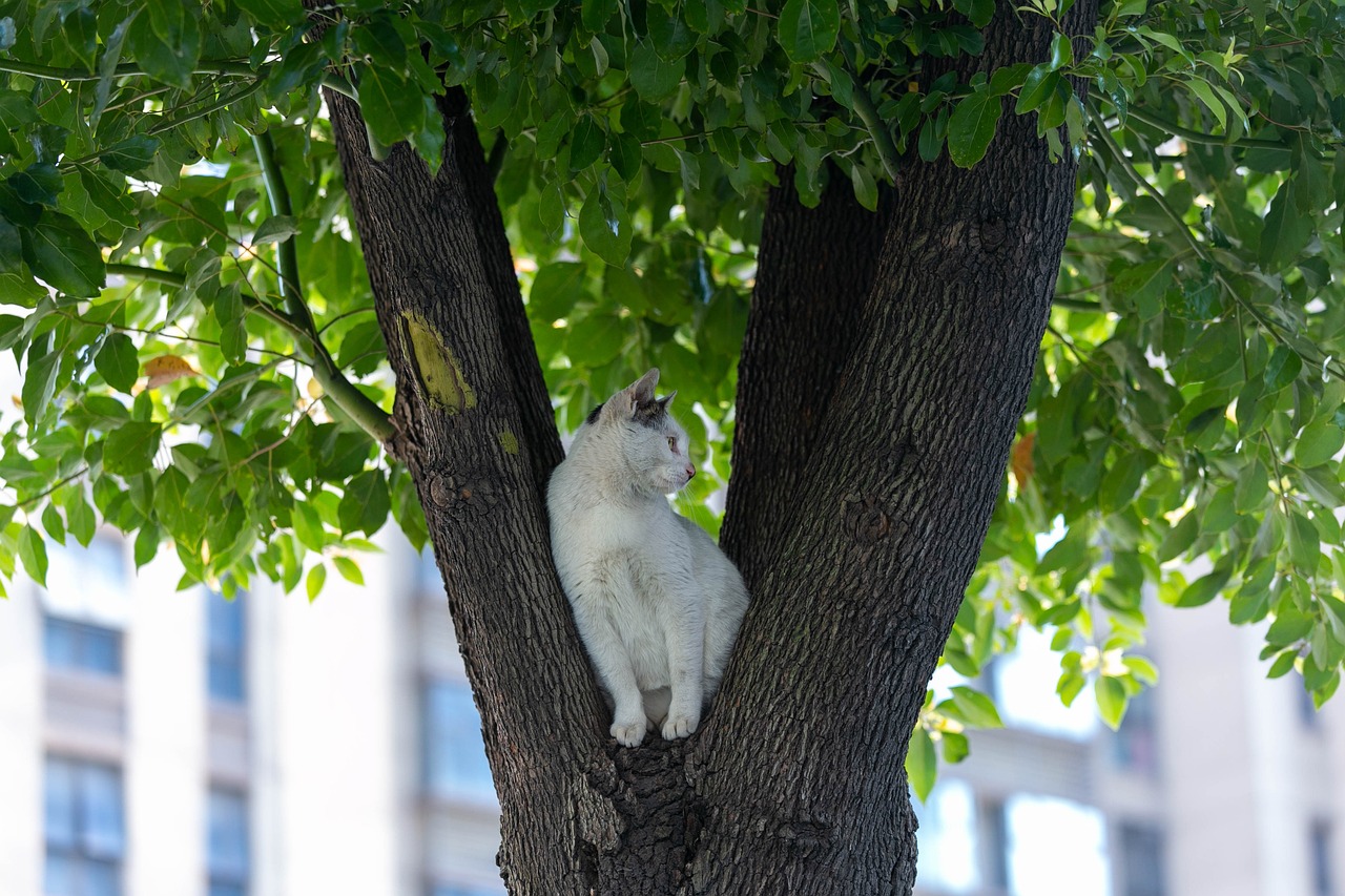 a white cat is sitting in a tree, a photo, very accurate photo, cat attacking tokyo, relaxing after a hard day, nikolay kopeykin