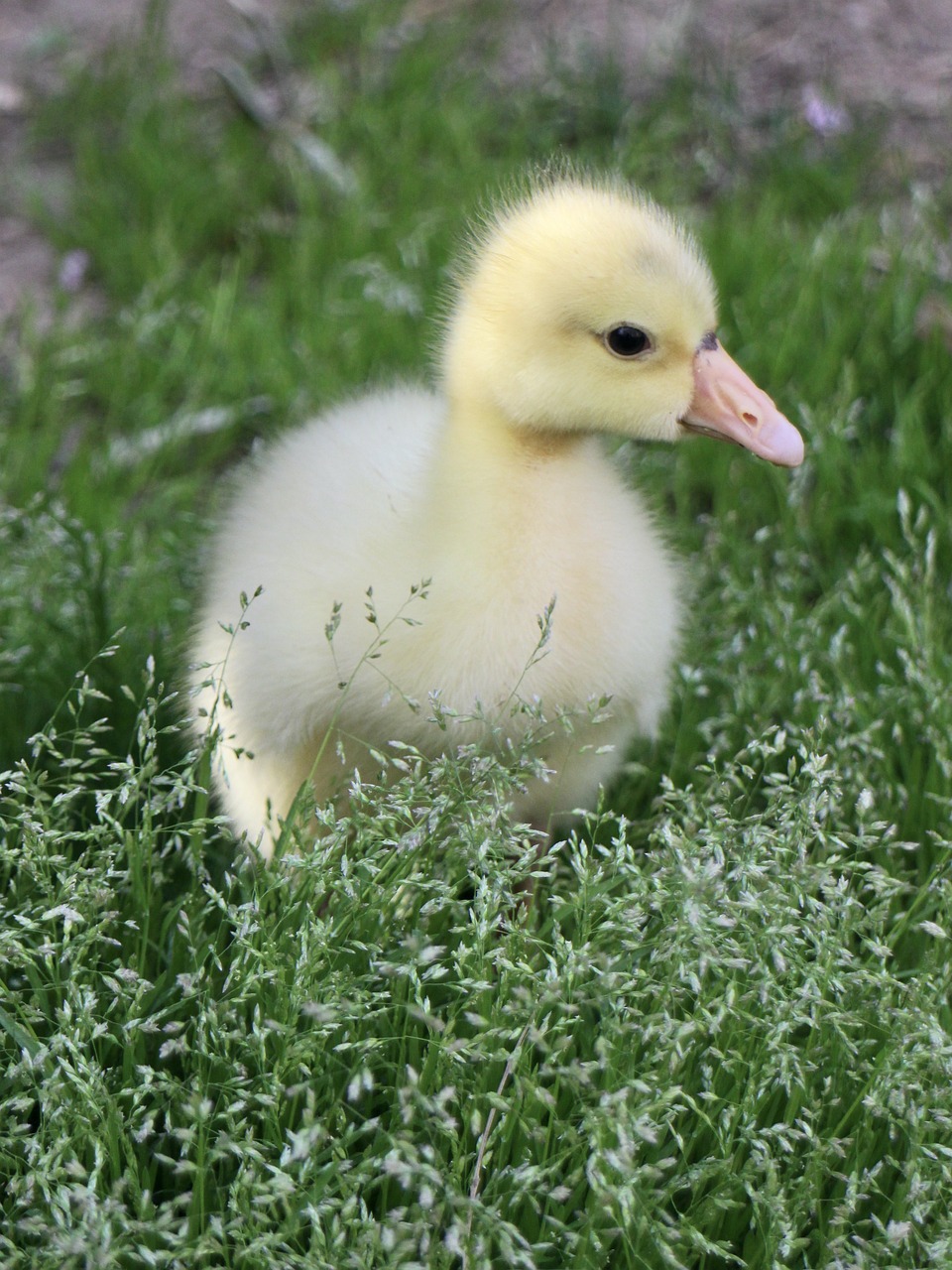 a duck that is standing in the grass, a picture, pixabay, soft pale golden skin, little kid, with soft bushes, daisy