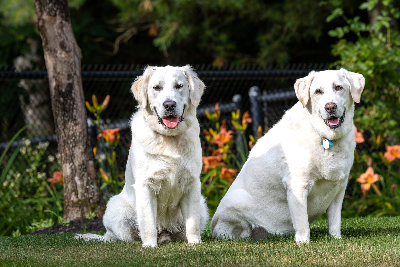 two white dogs sit in a field by some trees