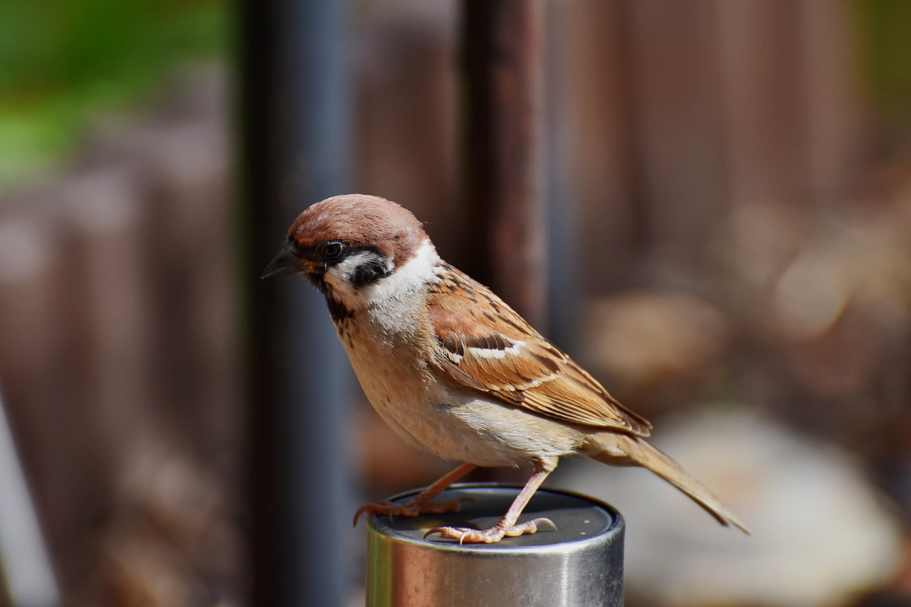 a small bird sitting on top of a metal pole, a portrait, pixabay contest winner, happening, brown:-2, near his barrel home, mechanical cute bird, sparrows