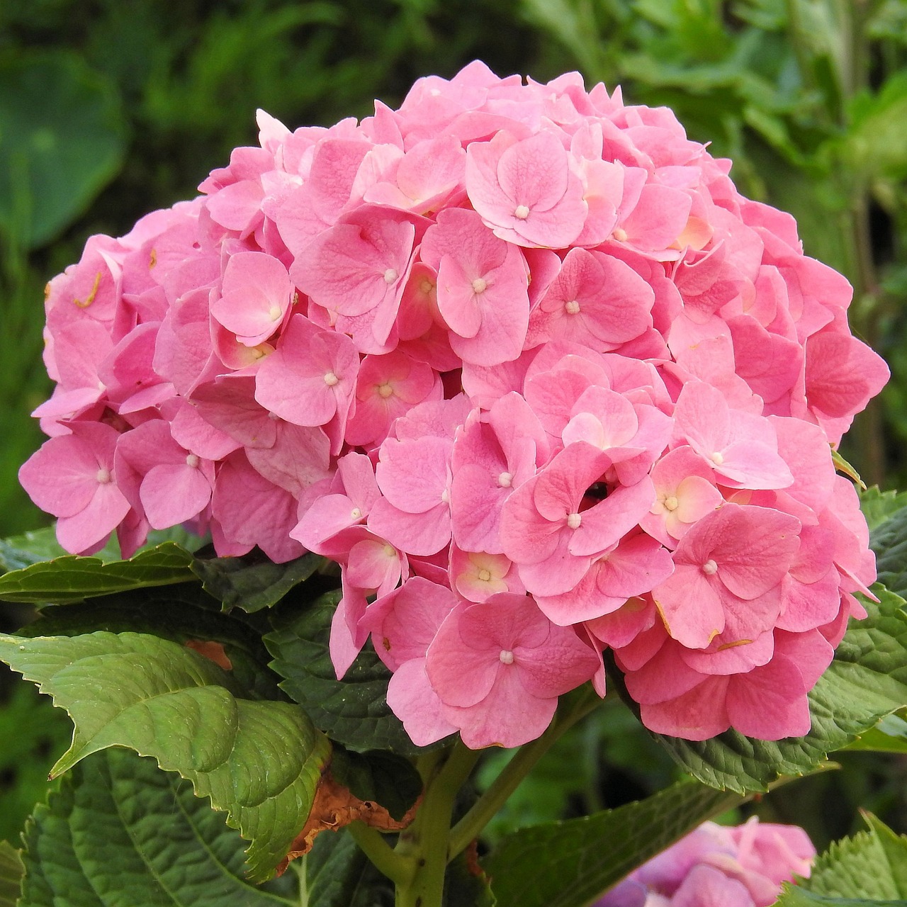 a close up of a pink flower with green leaves, flickr, sōsaku hanga, hydrangea, beautiful flowers growing, various posed, puffy