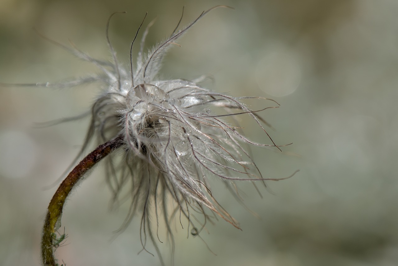 an open dandelion with white flowers is shown