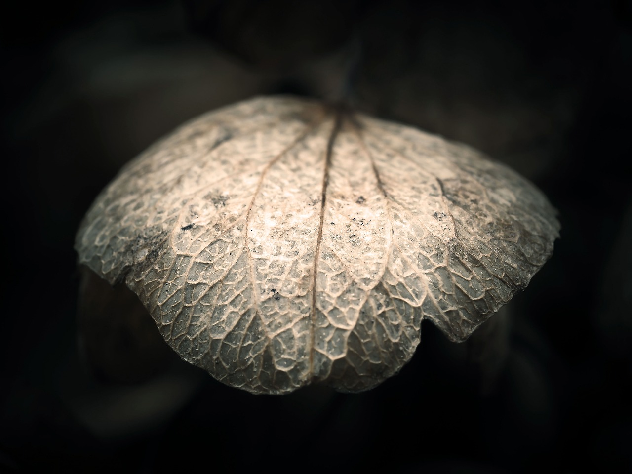 a leaf shaped object is visible from above