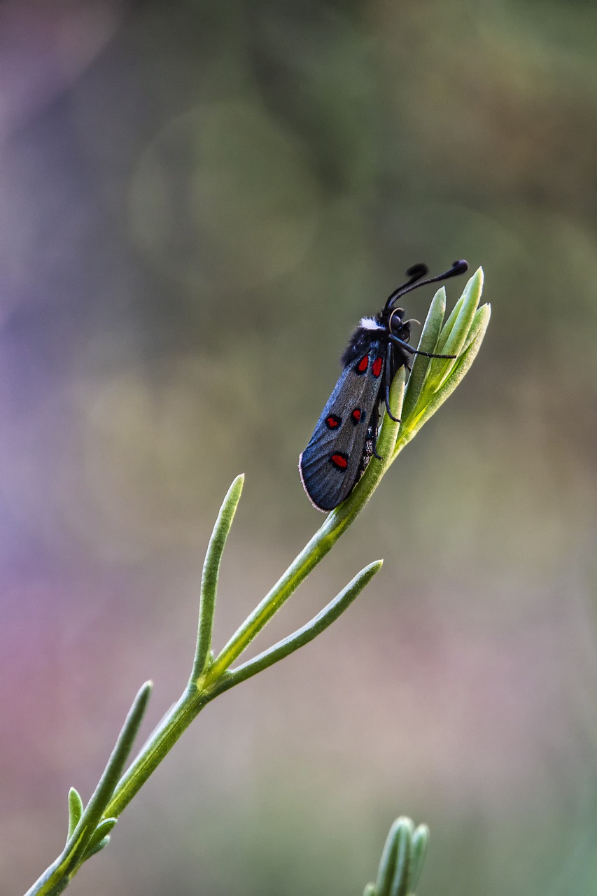 a black bug sitting on a green plant