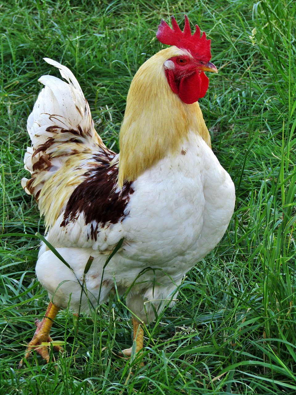 a chicken standing in the grass with it's feathers flying
