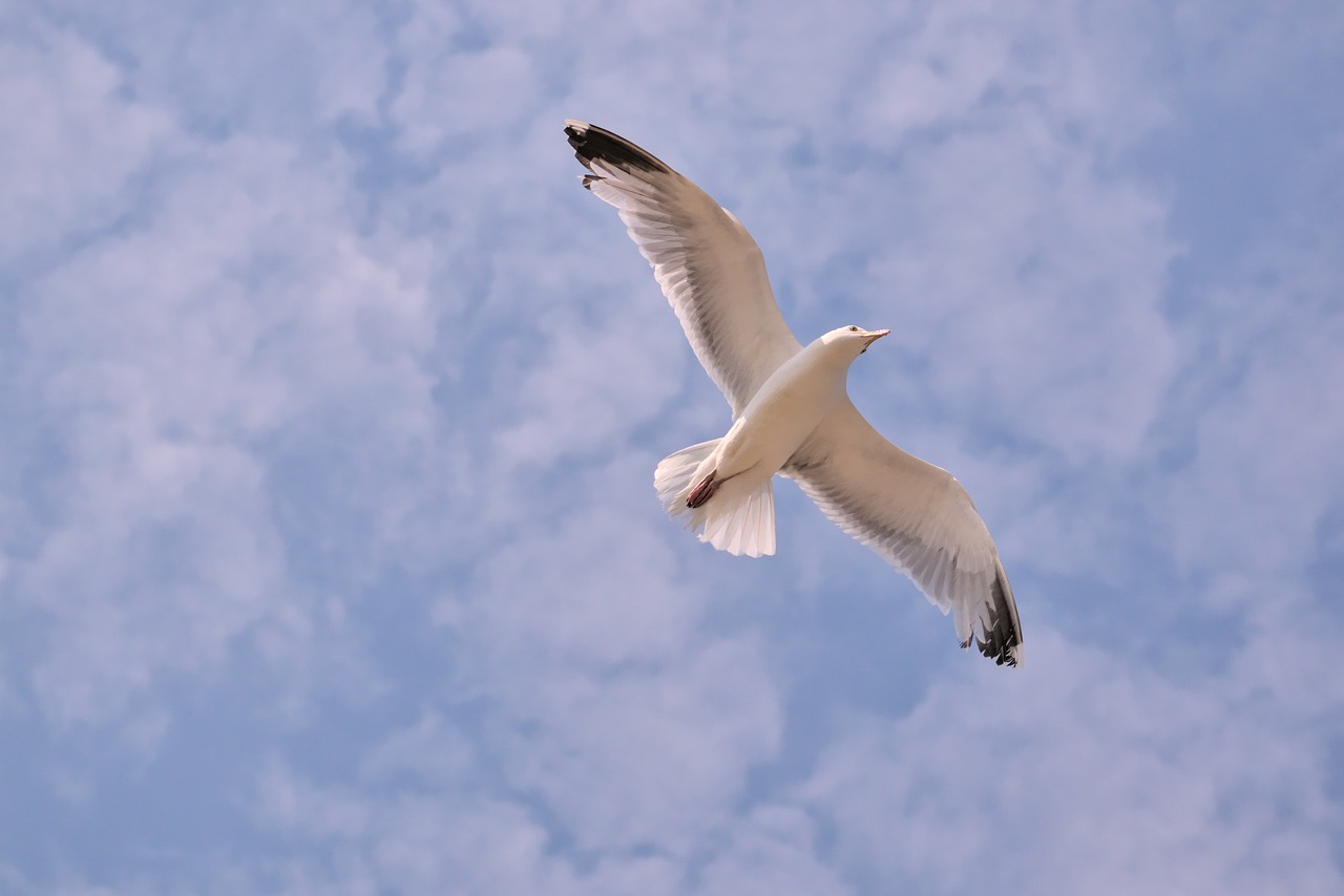 white bird flying up in the sky with clouds in background