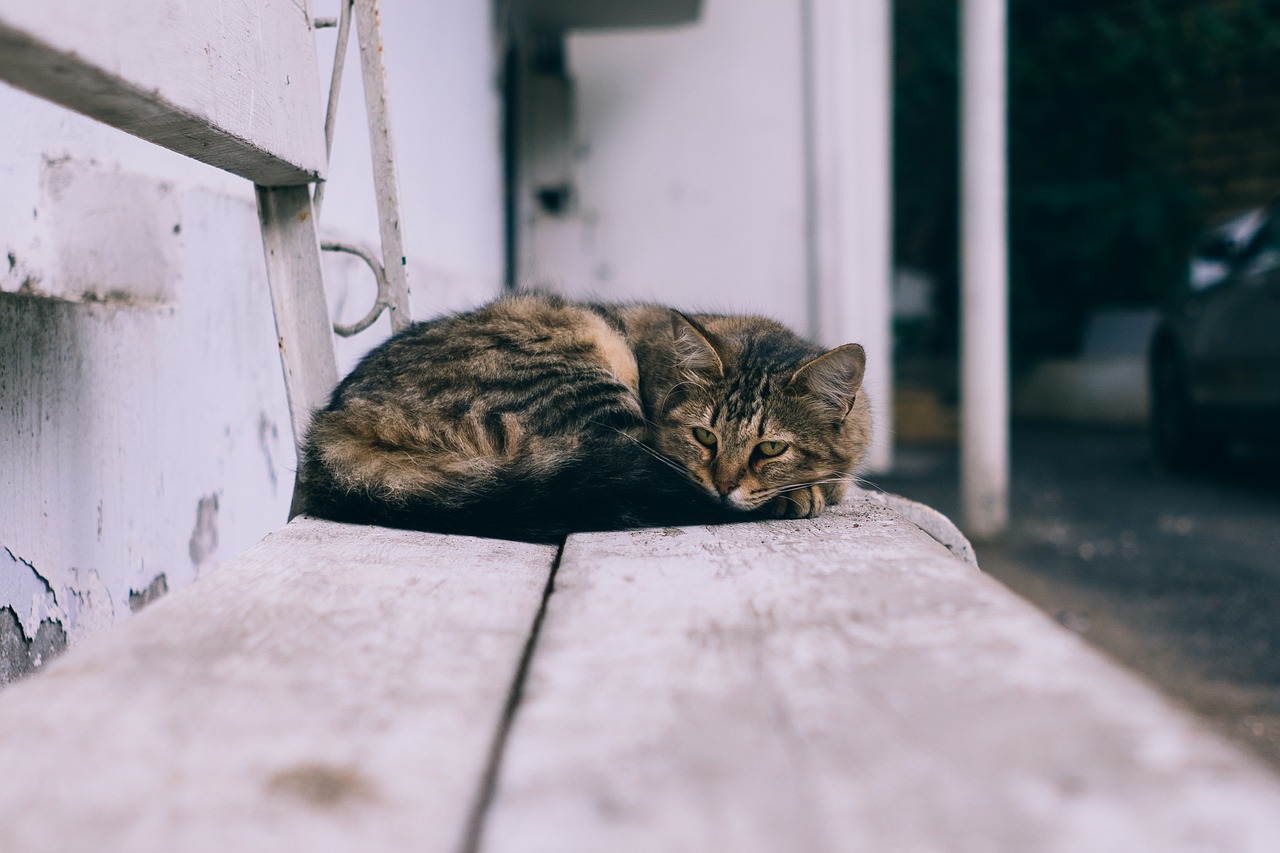 a cat sleeping on a concrete step near a building