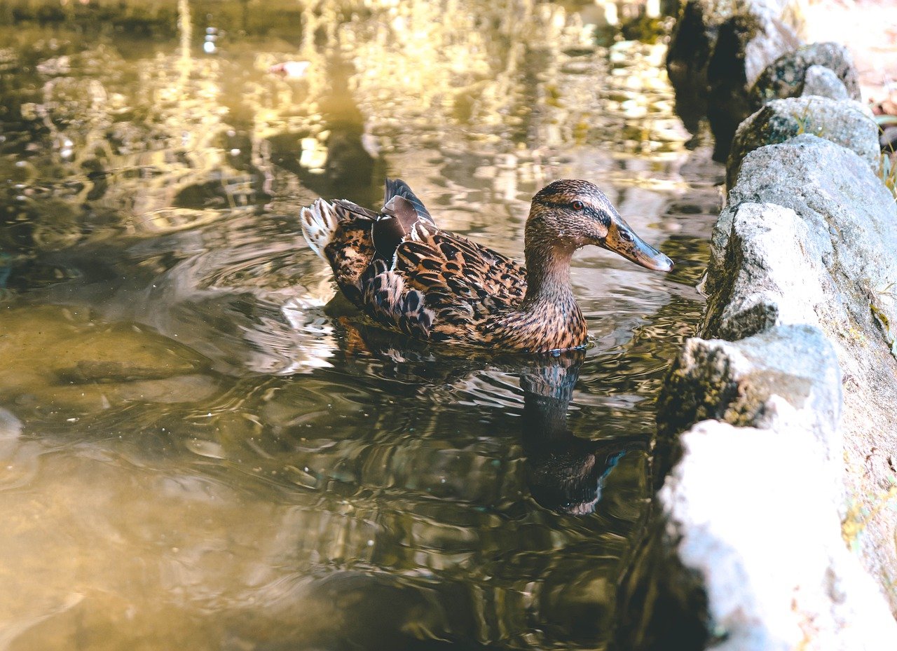 a duck with a brown head is swimming