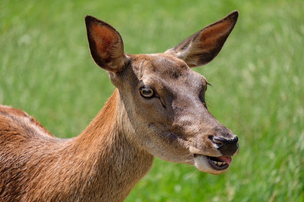 there is a closeup picture of a deer in the grass