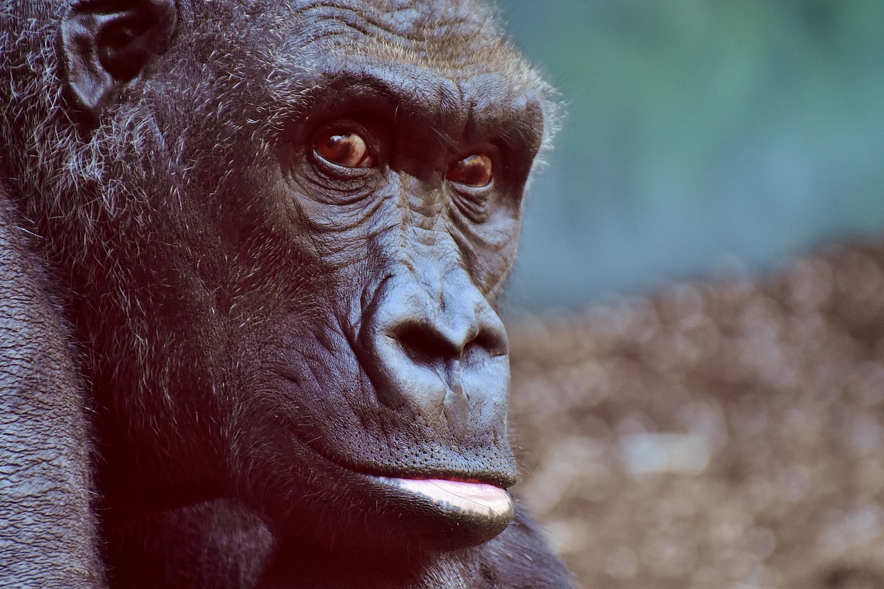 a gorilla is looking straight ahead at the camera