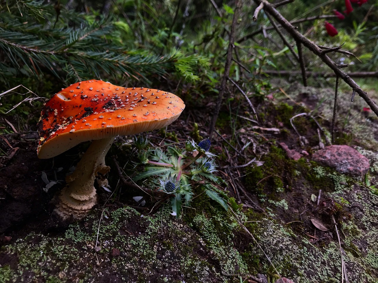 a mushroom covered in dirt and green moss
